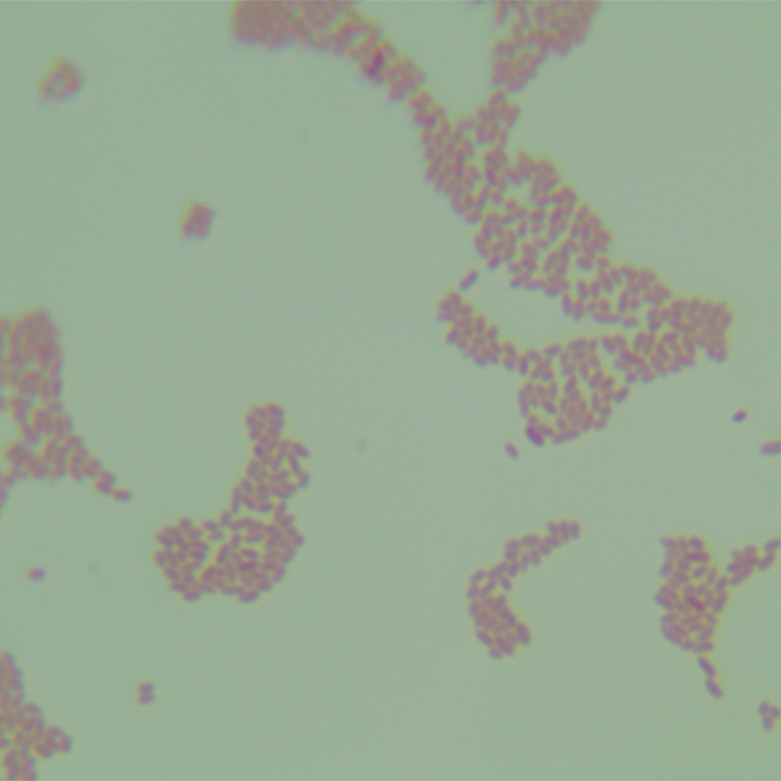 Escherichia coli-BNCC