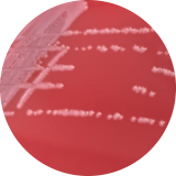 Escherichia coli-BNCC