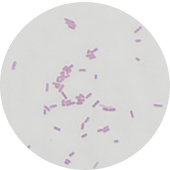 Escherichia coli-BNCC