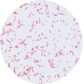 Escherichia coli-BNCC