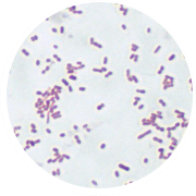 Escherichia coli-BNCC
