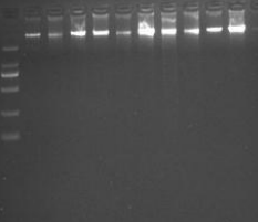 Klebsiella pneumoniae-BNCC