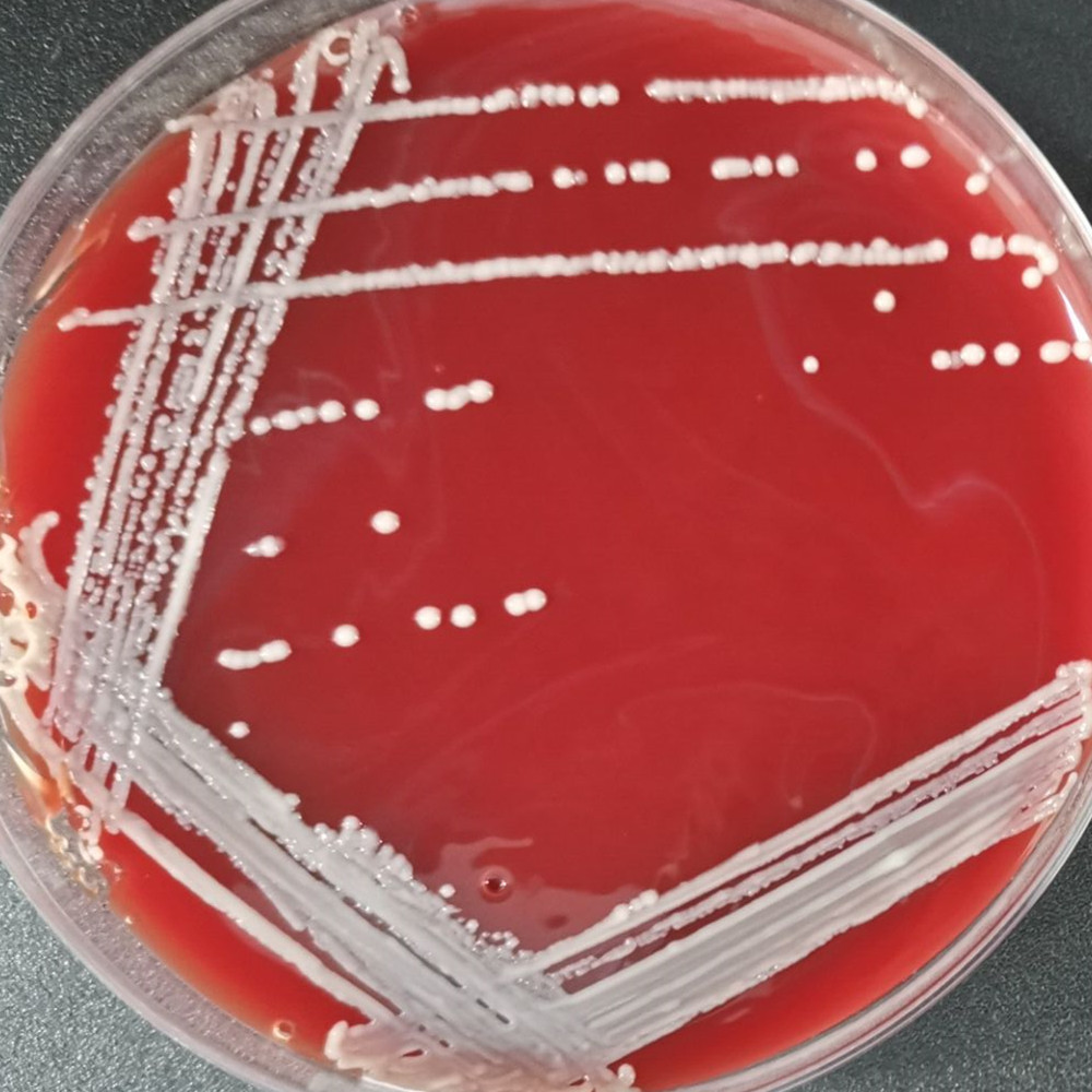 Klebsiella pneumoniae subsp. pneumoniae-BNCC