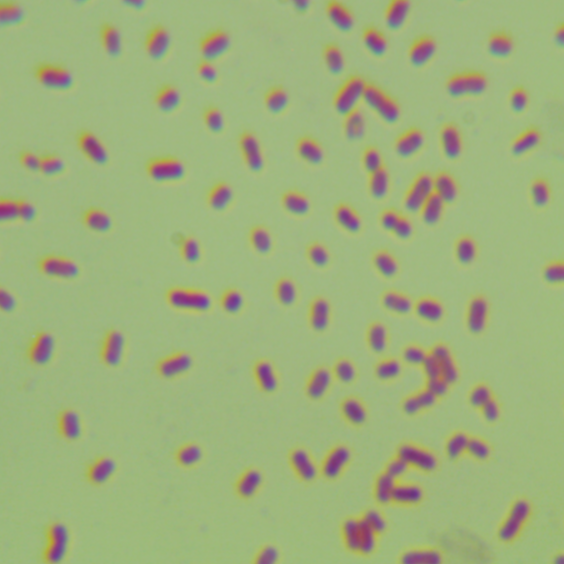 Klebsiella pneumoniae subsp. pneumoniae-BNCC