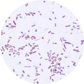 Escherichia coli-BNCC