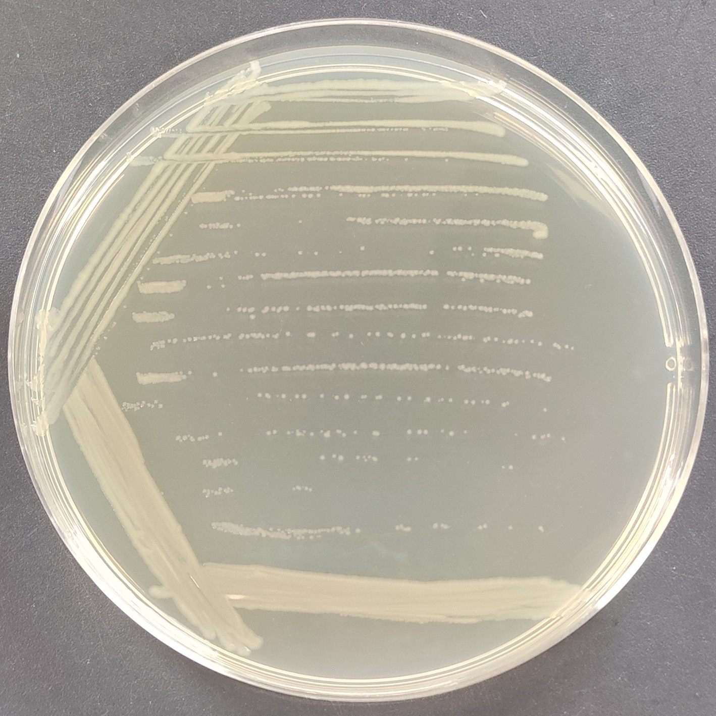 Escherichia coli-BNCC