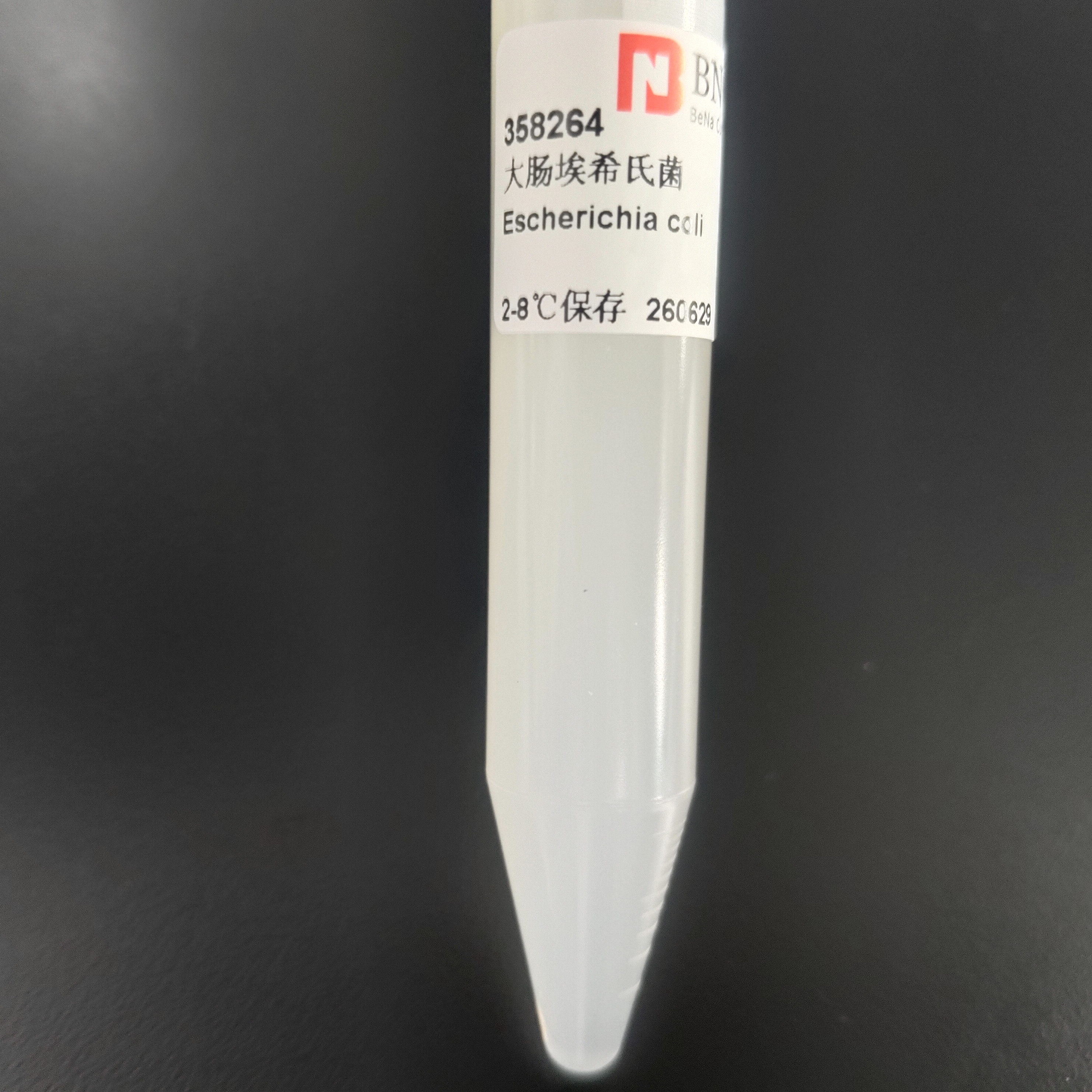 Escherichia coli-BNCC
