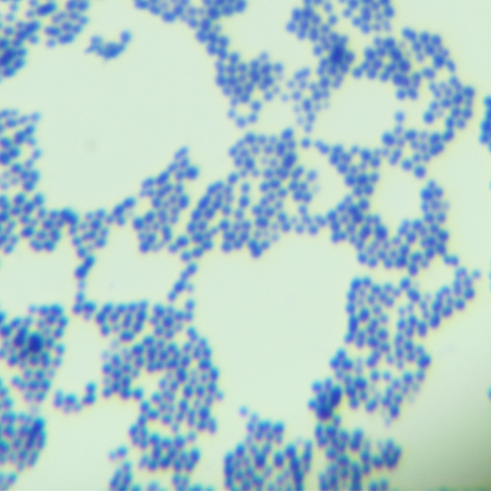 Enterococcus faecalis-BNCC