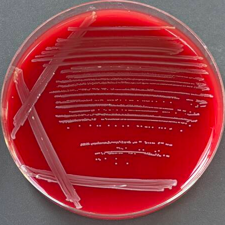 Enterococcus faecalis-BNCC