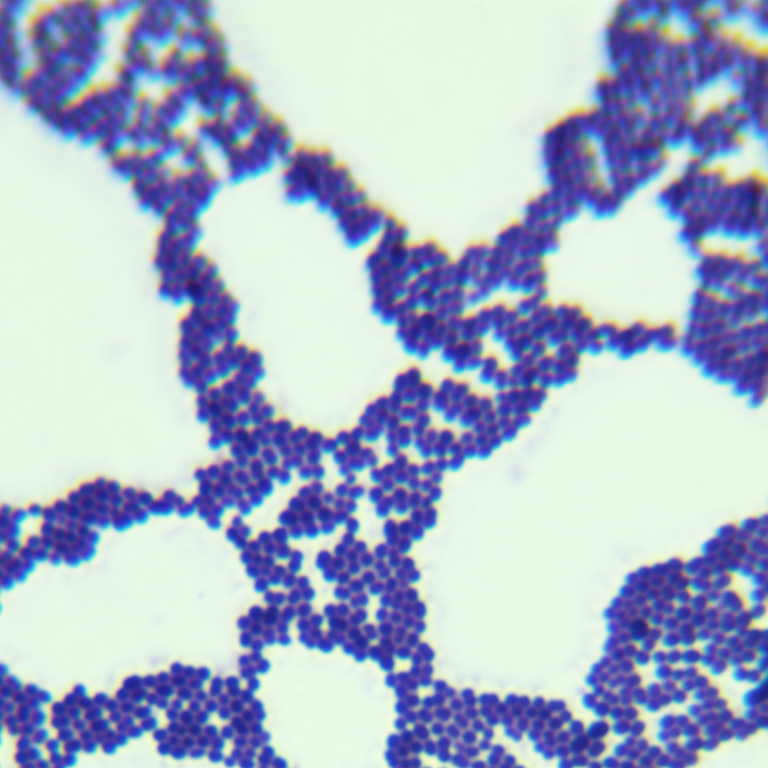 Enterococcus faecalis-BNCC