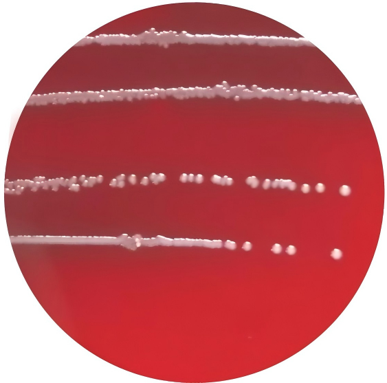 Enterococcus faecalis-BNCC