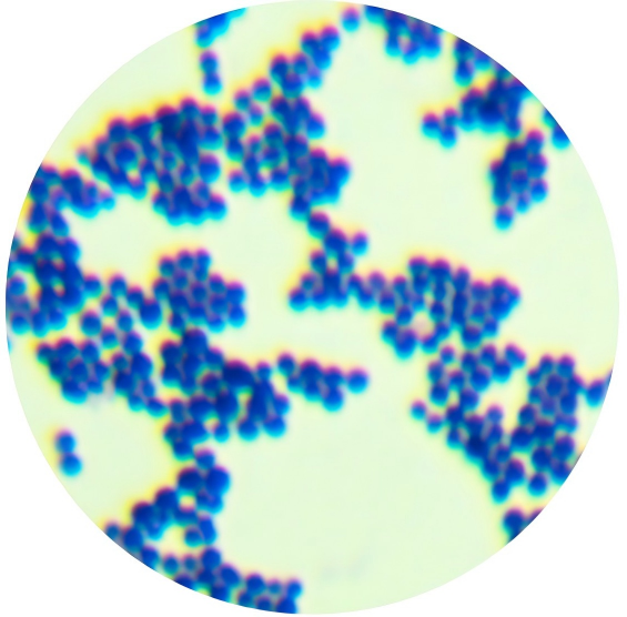 Enterococcus faecalis-BNCC