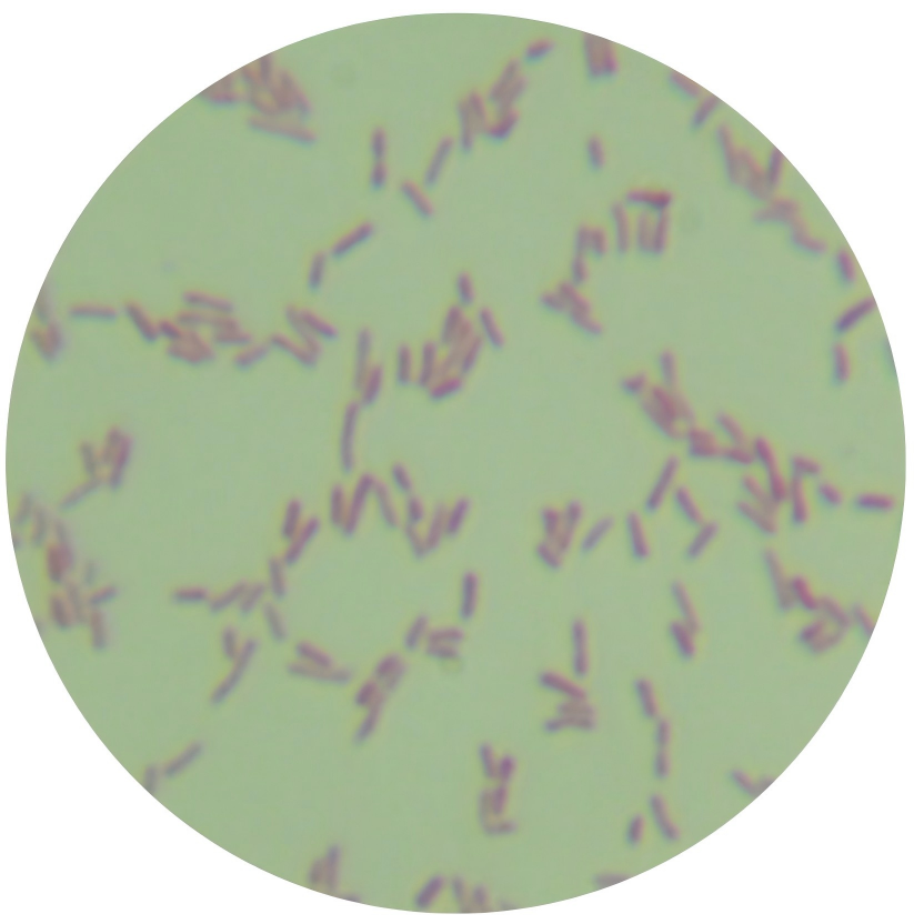 Pseudomonas aeruginosa-BNCC