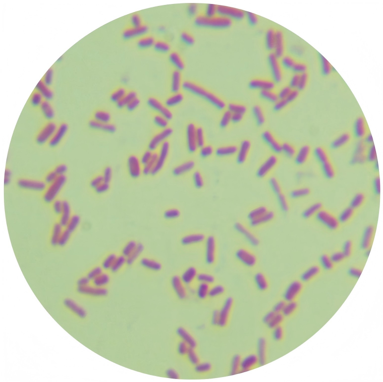 Escherichia coli-BNCC