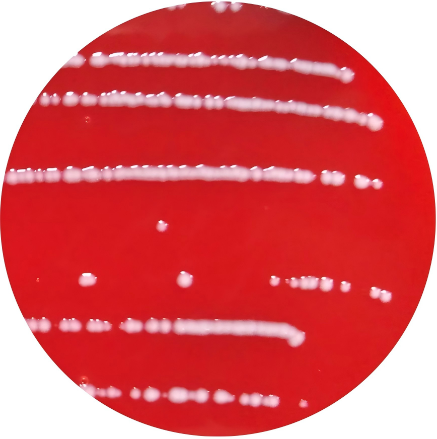 Pseudomonas aeruginosa-BNCC