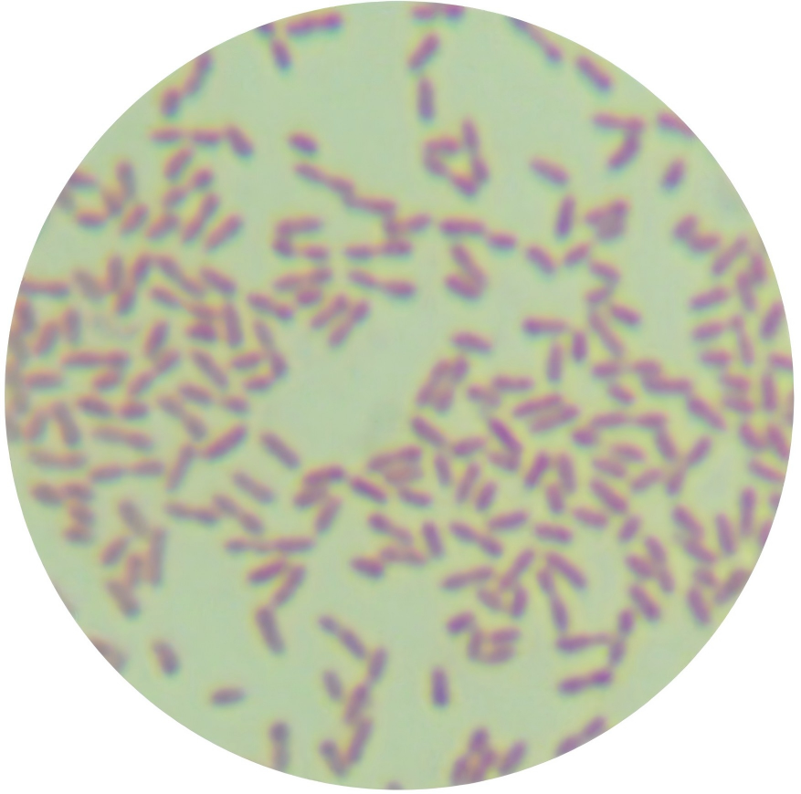Pseudomonas aeruginosa-BNCC