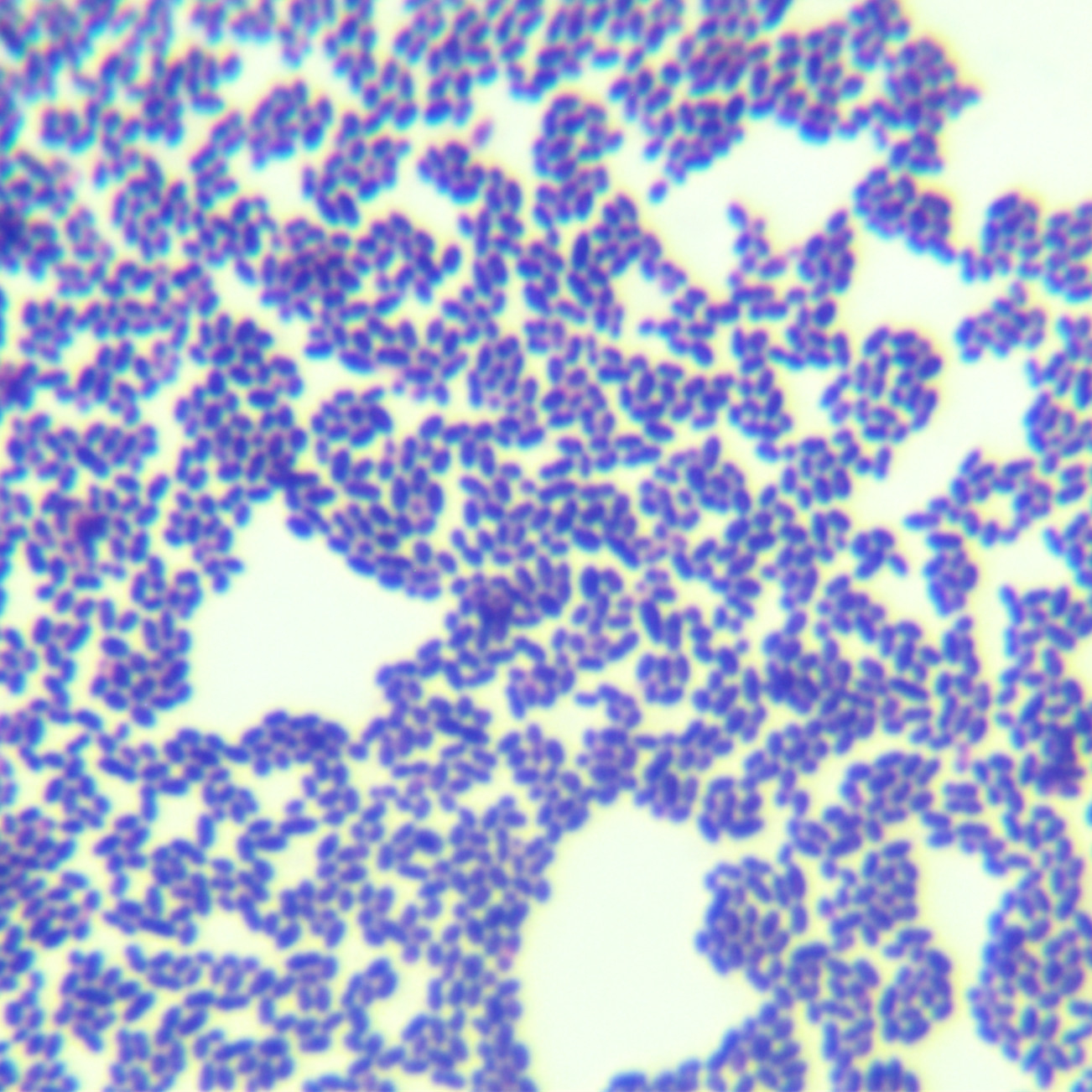 Enterococcus faecalis-BNCC