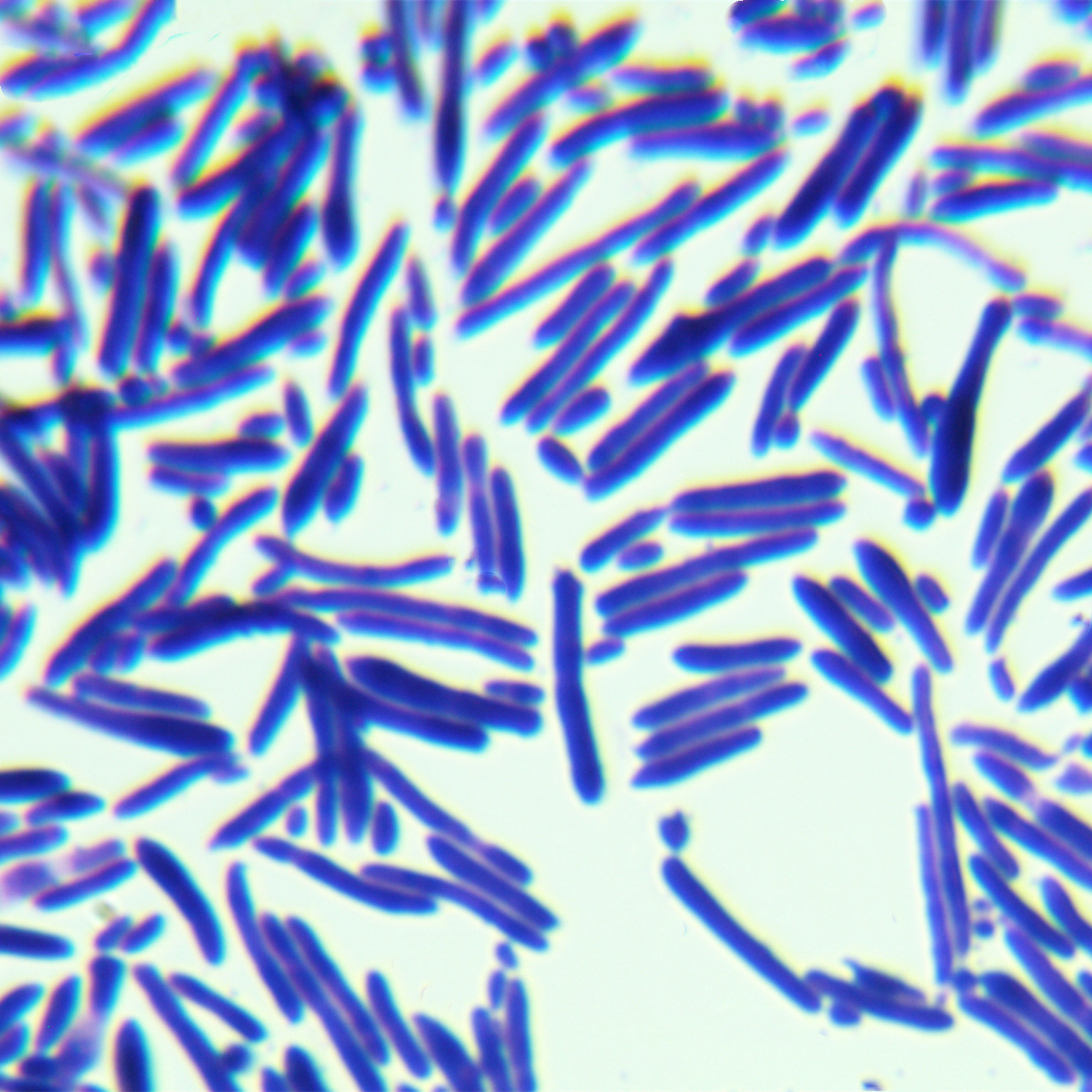 Brettanomyces naardenensis-BNCC