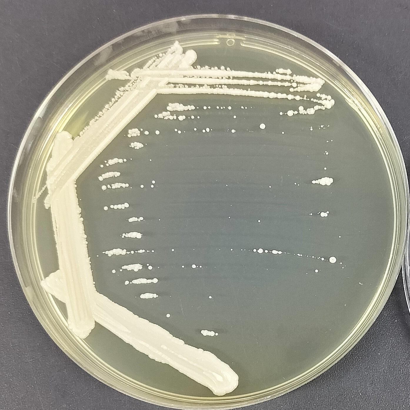 Brettanomyces naardenensis-BNCC