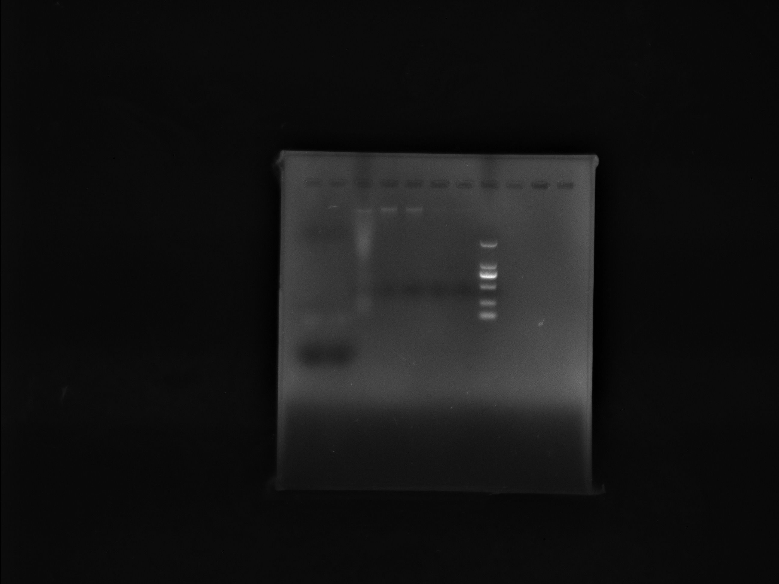 Kudriazwei Pichia pastoris (Candida krusei, Issa orientale)-BNCC