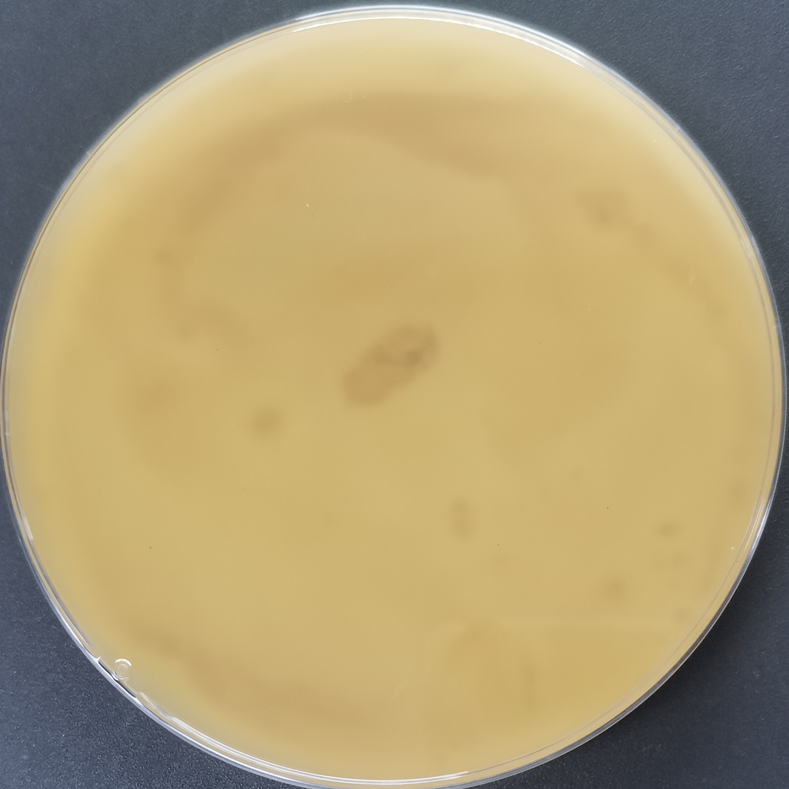 Indian Trichophyton-BNCC