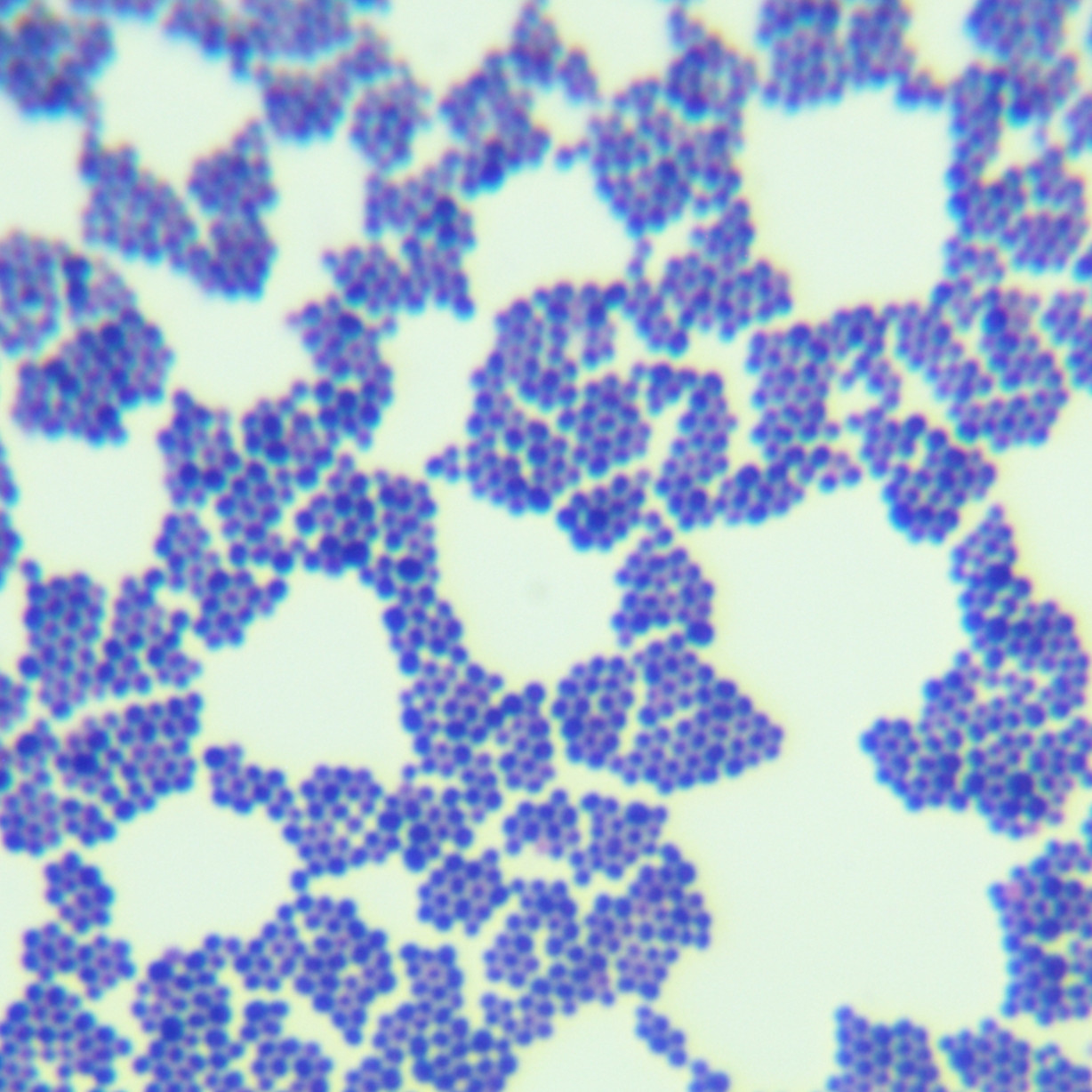 Staphylococcus aureus-BNCC