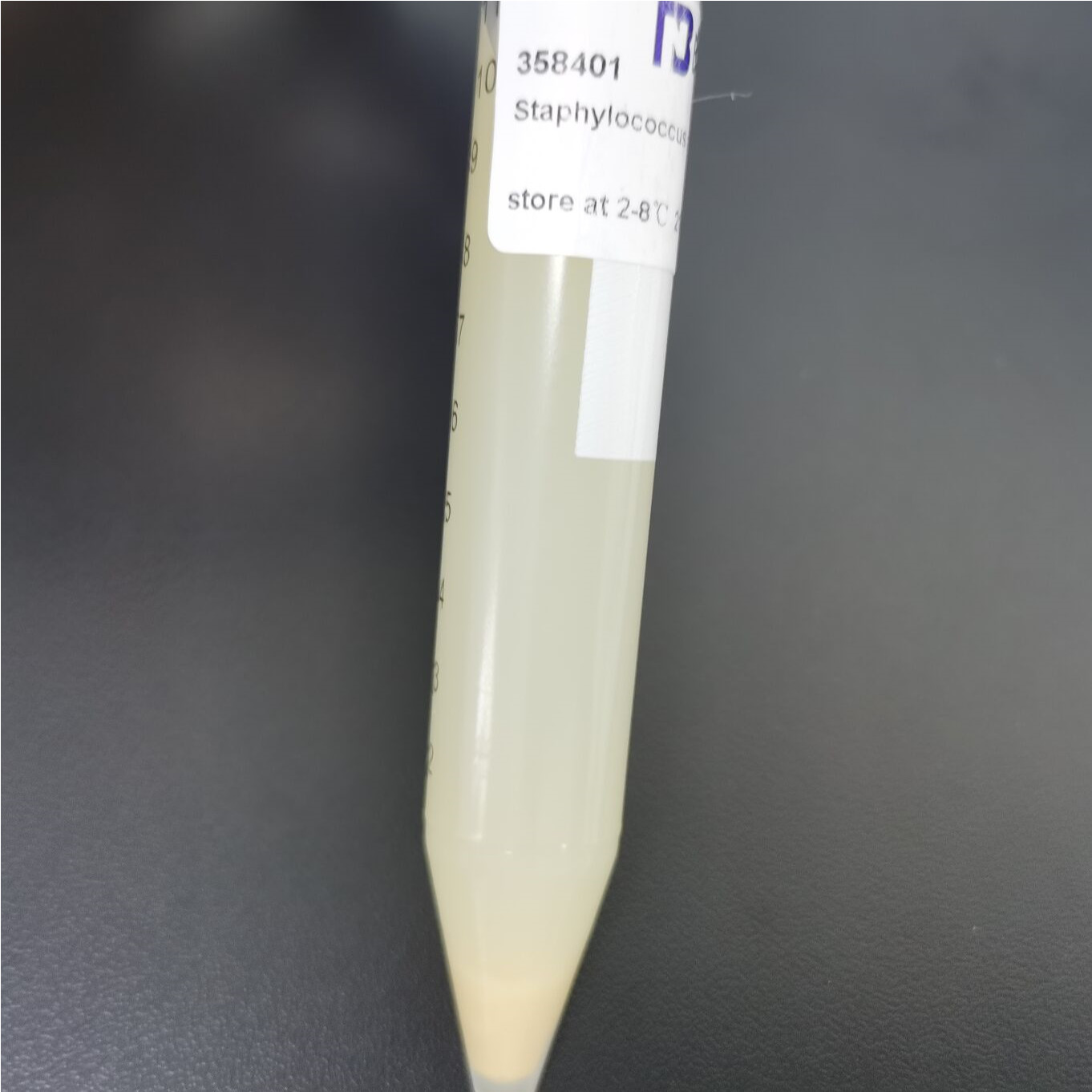 Staphylococcus aureus-BNCC