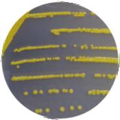 Xiligou mycelium-BNCC