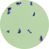 Xiligou mycelium-BNCC
