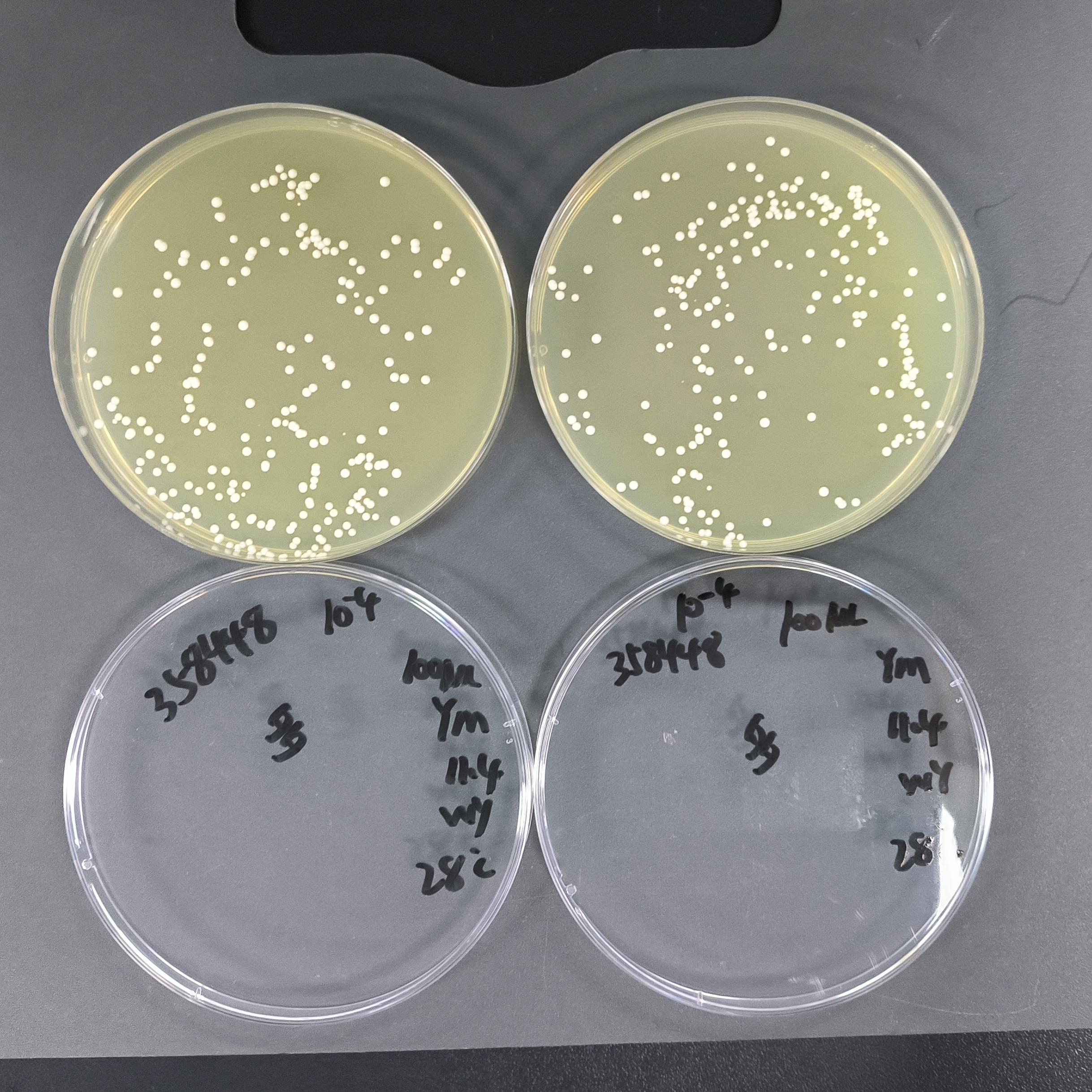 Candida albicans Quantitative Strain-BNCC