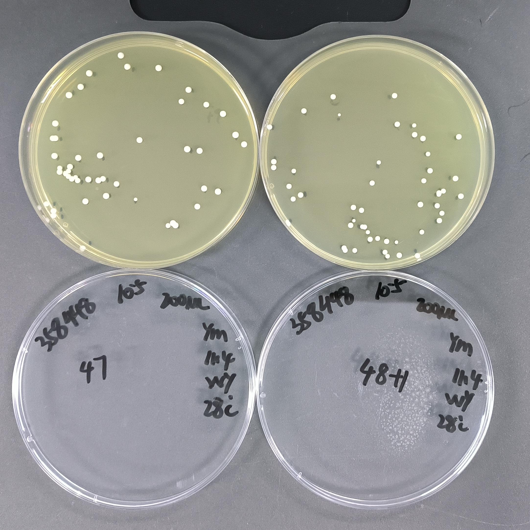 Candida albicans Quantitative Strain-BNCC