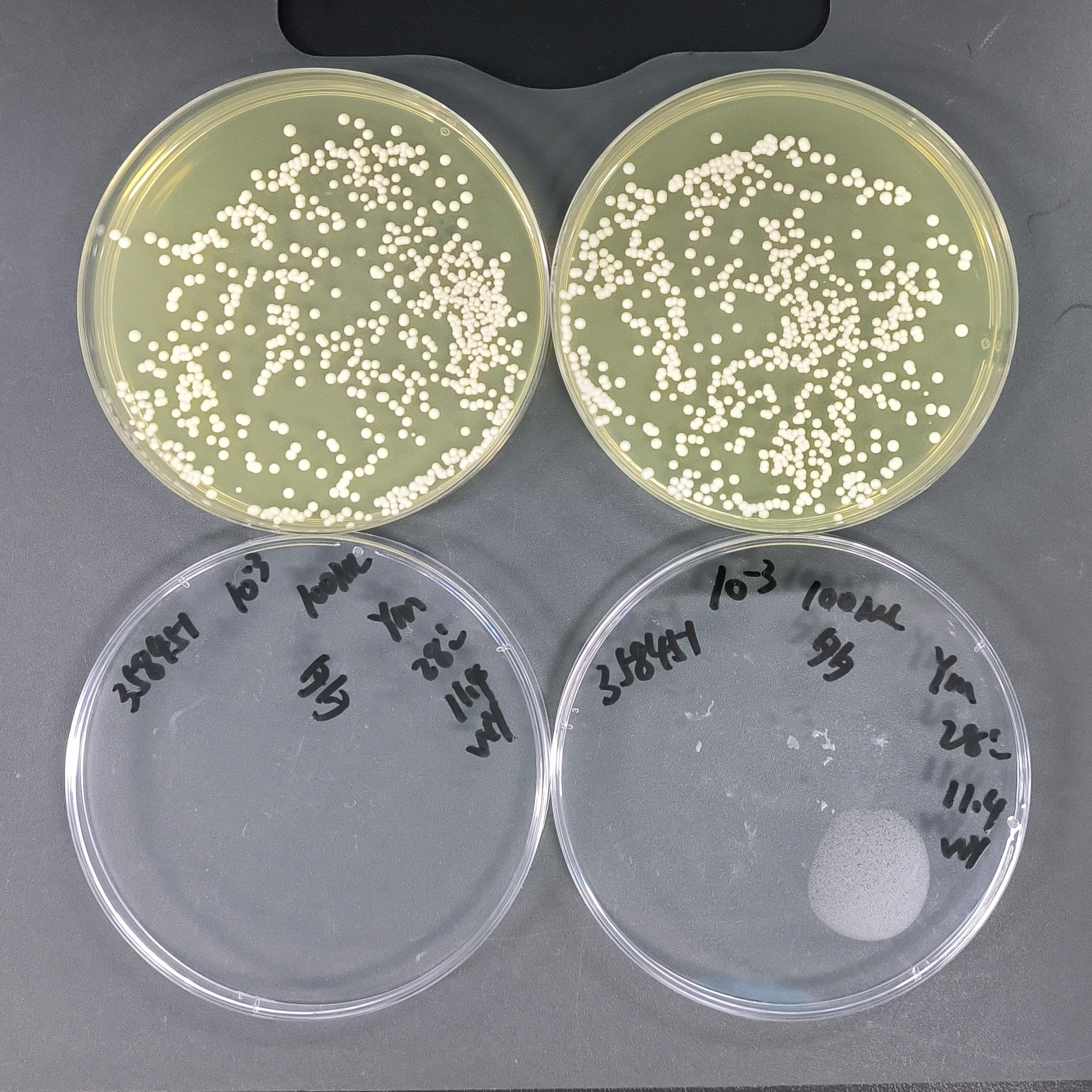 Candida albicans Quantitative Strain-BNCC