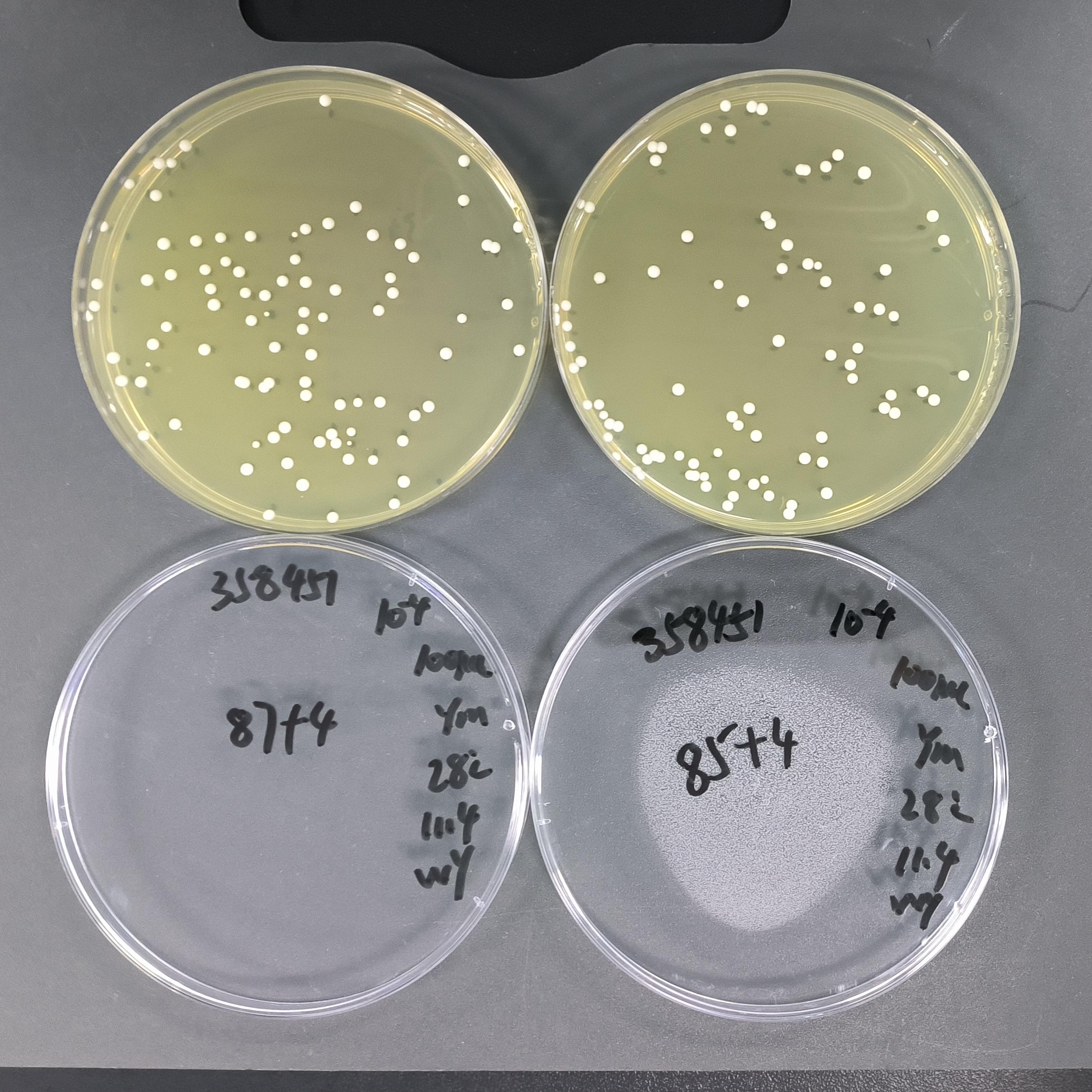 Candida albicans Quantitative Strain-BNCC
