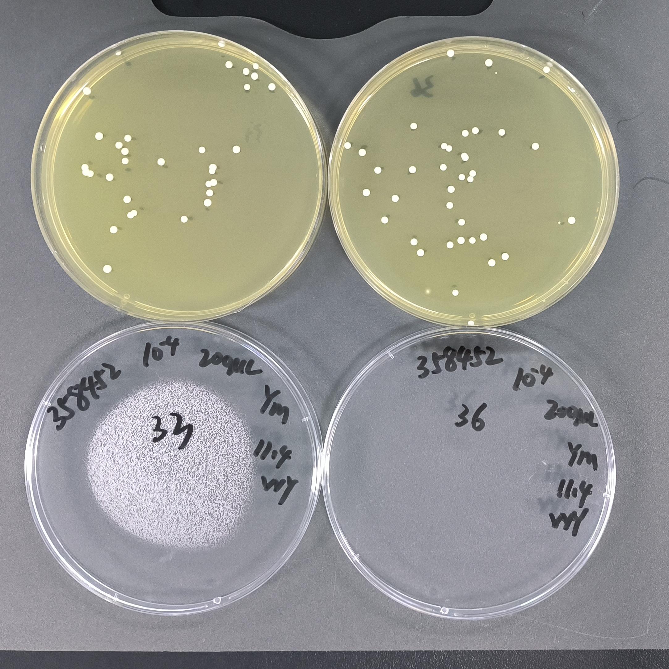 Candida albicans Quantitative Strain-BNCC