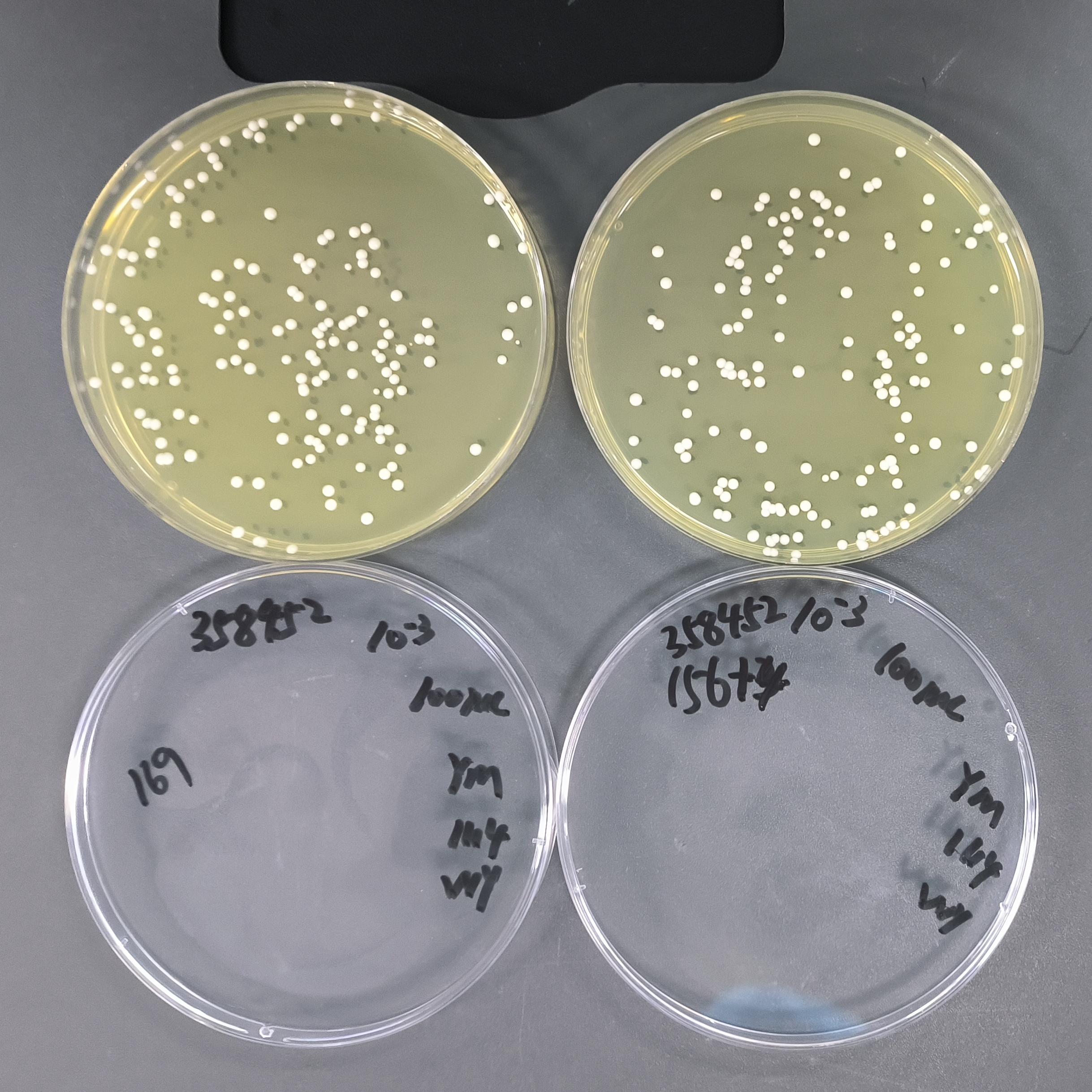 Candida albicans Quantitative Strain-BNCC