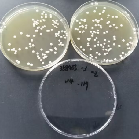 Candida albicans Quantitative Strain-BNCC