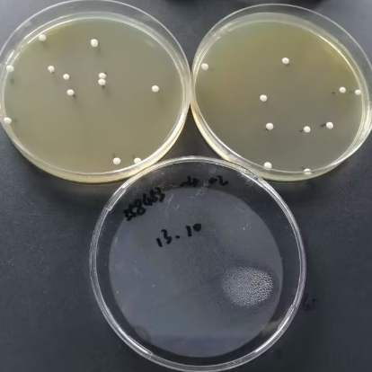 Candida albicans Quantitative Strain-BNCC