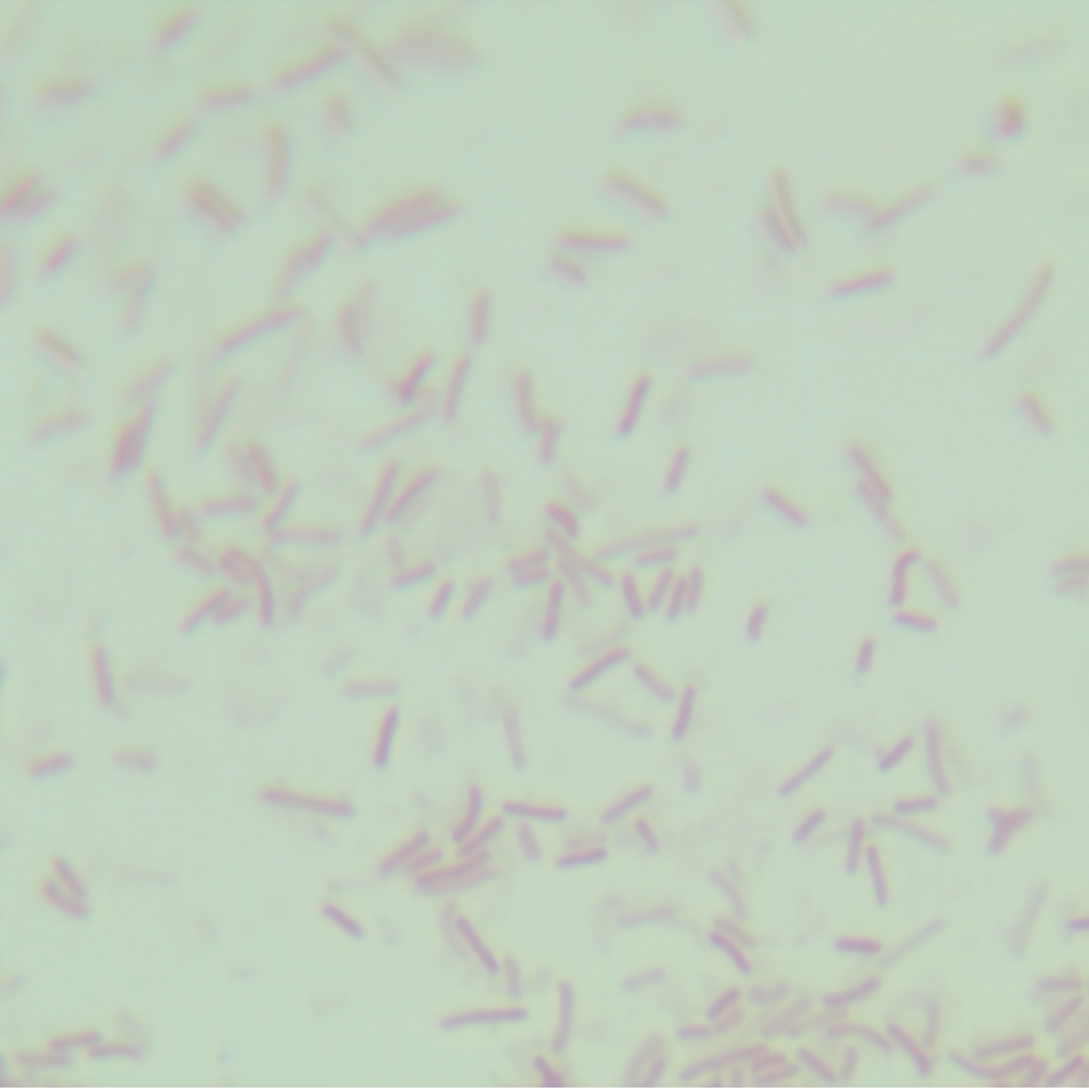 Hemophilus parahaemolyticus-BNCC