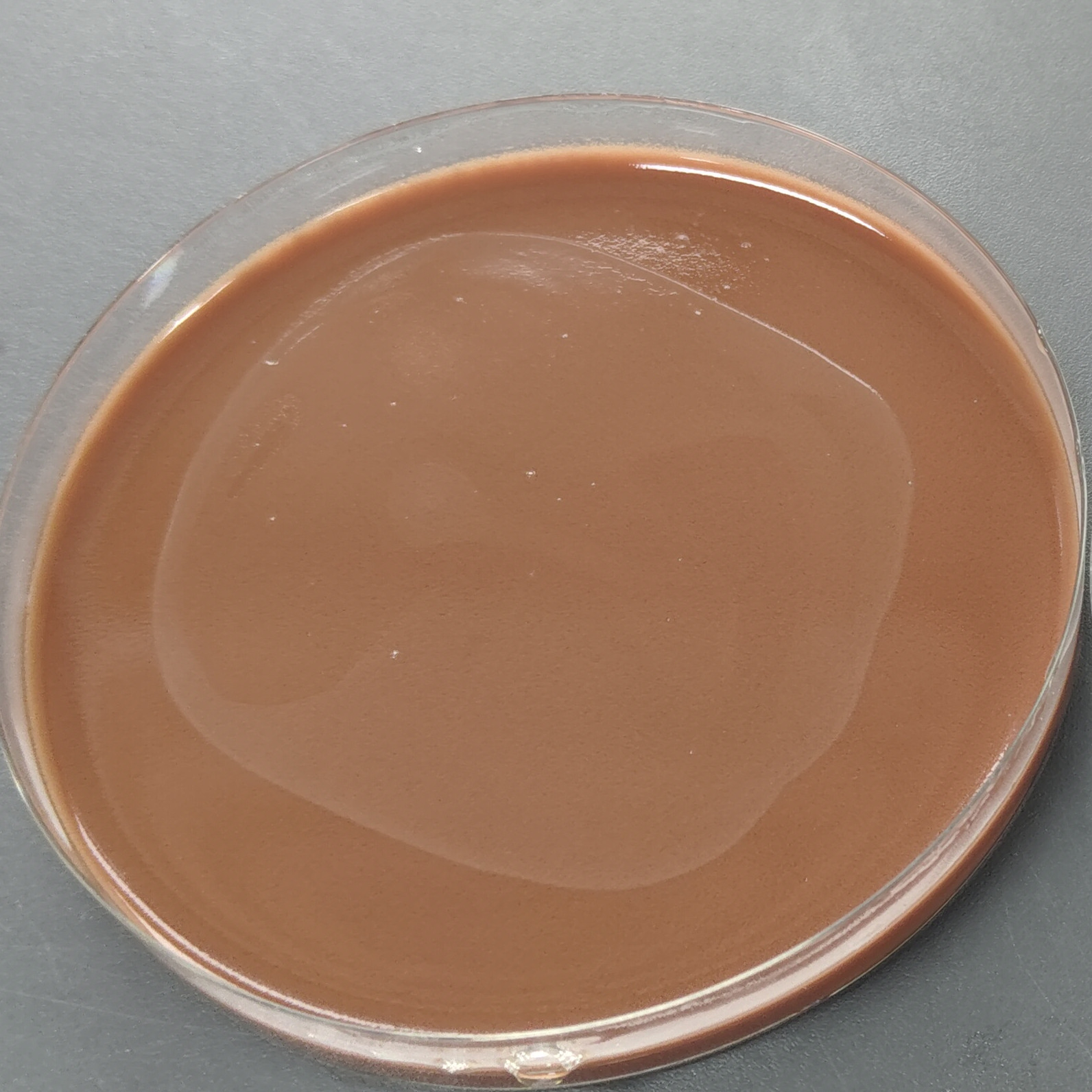 Hemophilus parahaemolyticus-BNCC