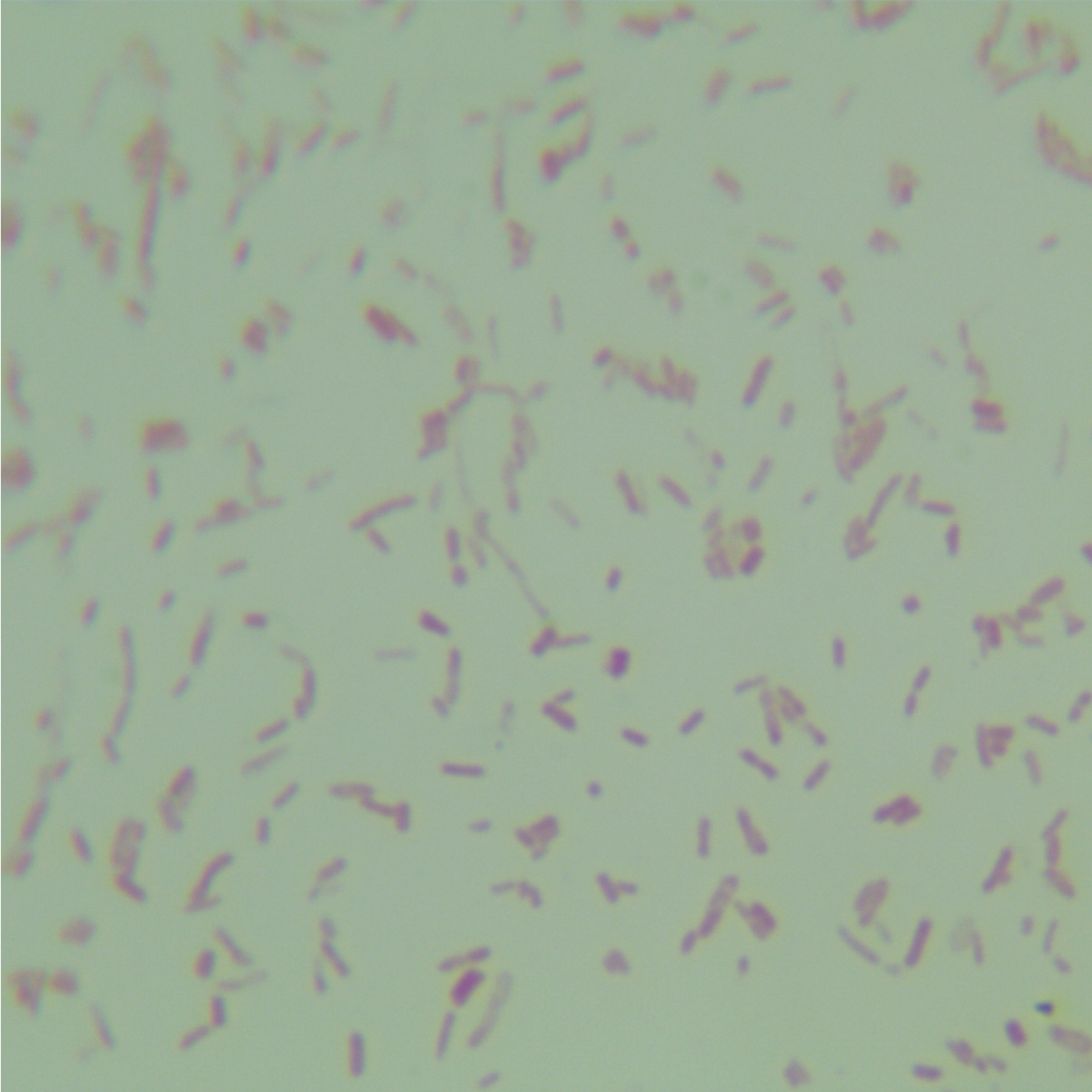 Yersinia pestis-BNCC