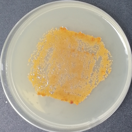 Rust-Swimming Actinomycetes-BNCC