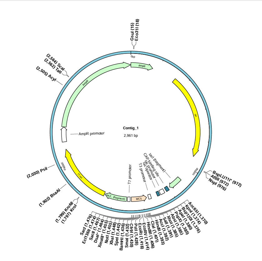 pET28a-SCD1(mouse)-6×His (2 syn mutations)-BNCC