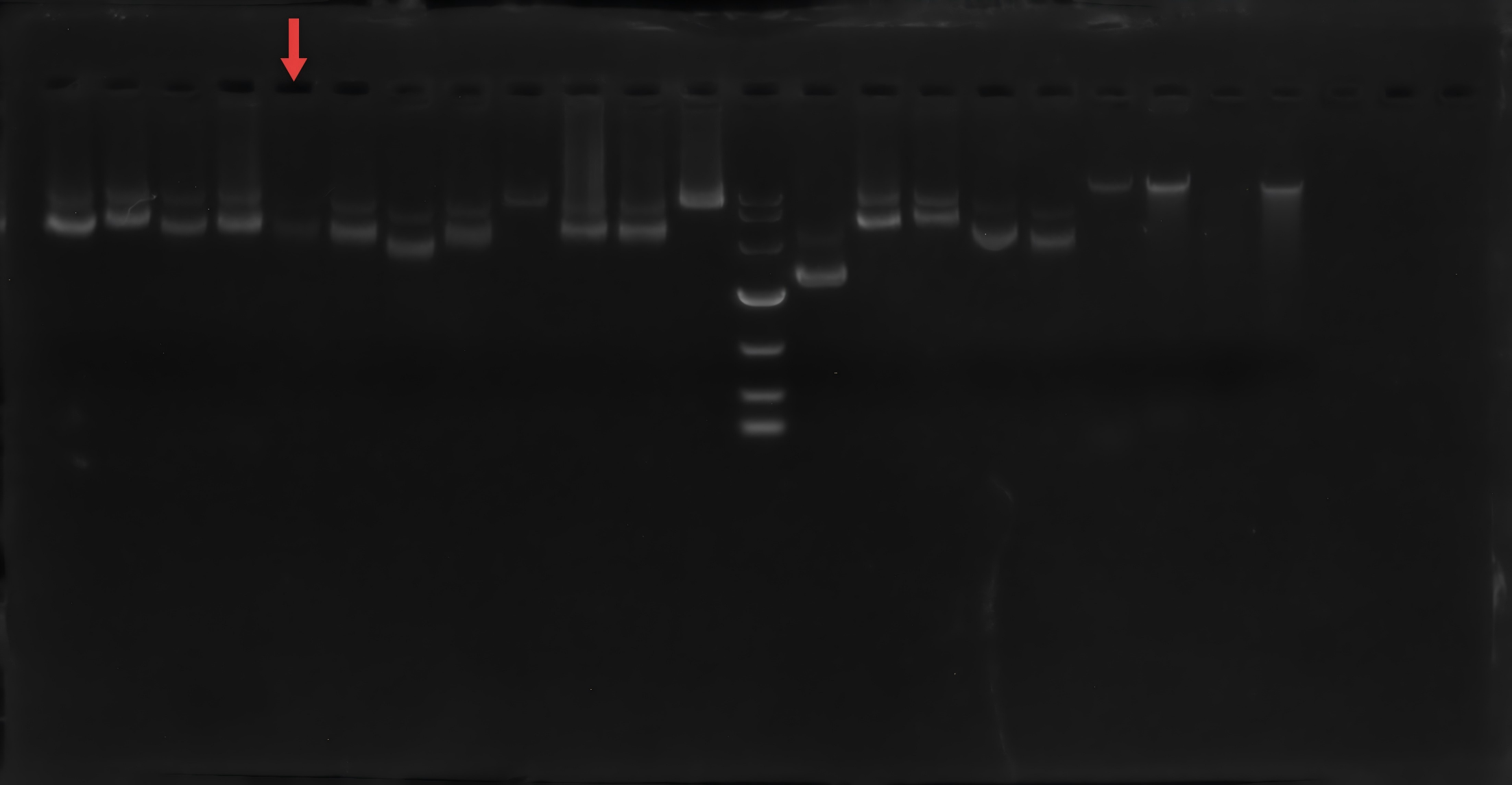 pET28b-T7-Cas9-6×His-BNCC
