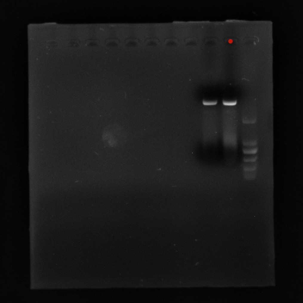 PET28a-VP1 (Norovirus GII)-BNCC
