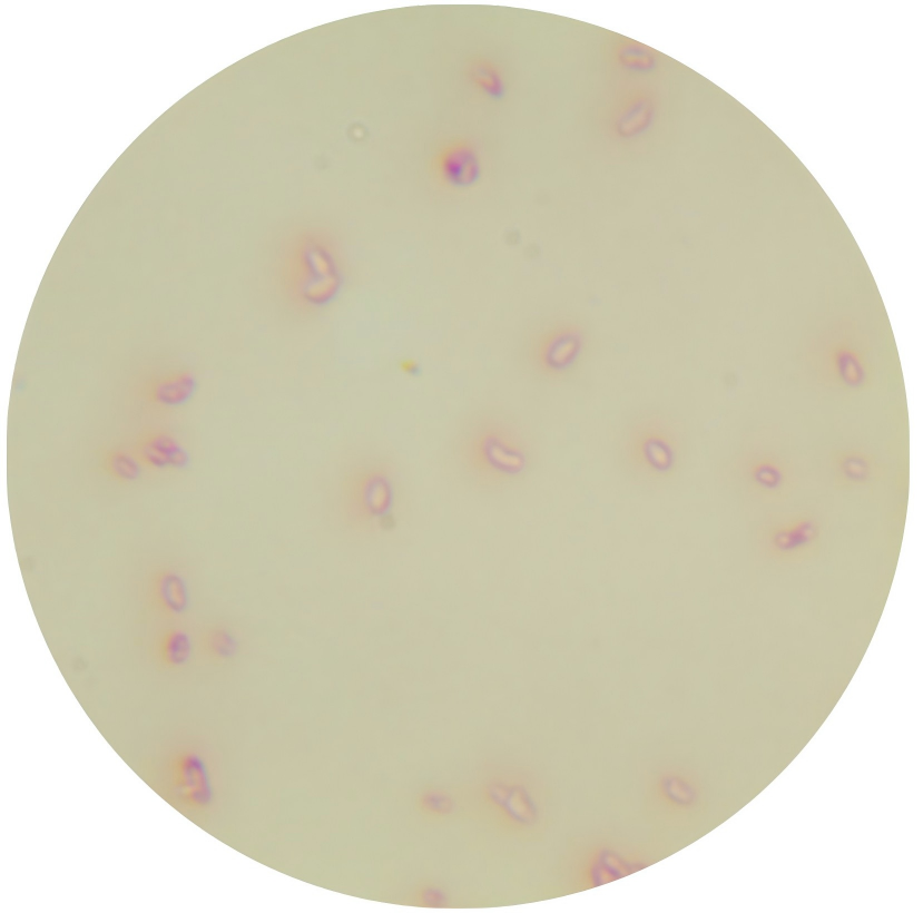 Locust root nodule fungus-BNCC