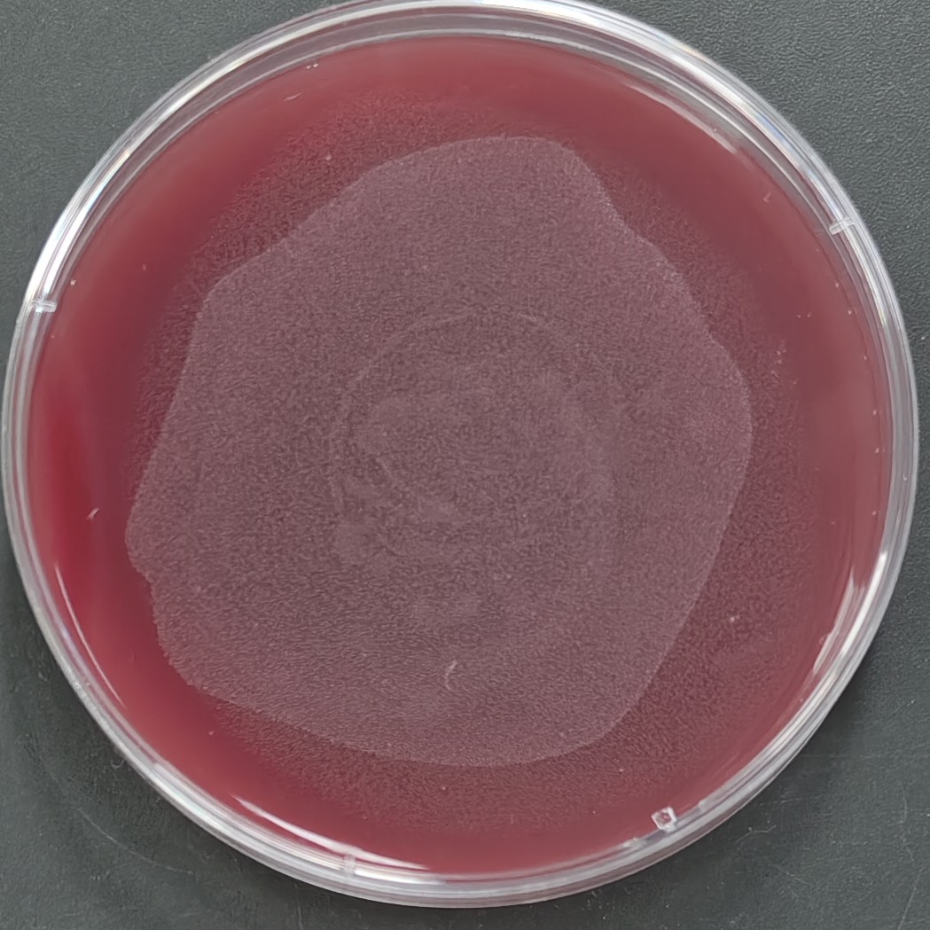 Weigert's Broth-BNCC
