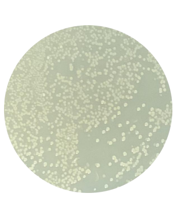 DH5α (containing pK19mobsacB plasmid) E. coli-BNCC