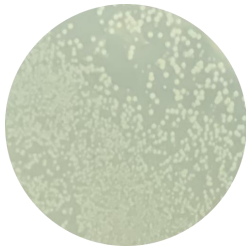 DH5α (containing pk18mobsacB plasmid) E. coli-BNCC