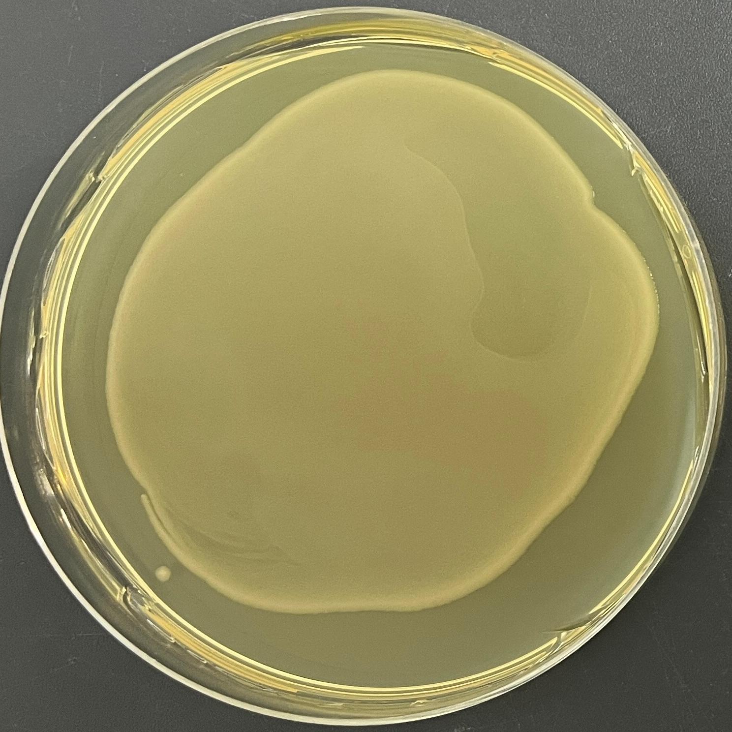 DH5α (containing pLAM12 plasmid) E. coli-BNCC