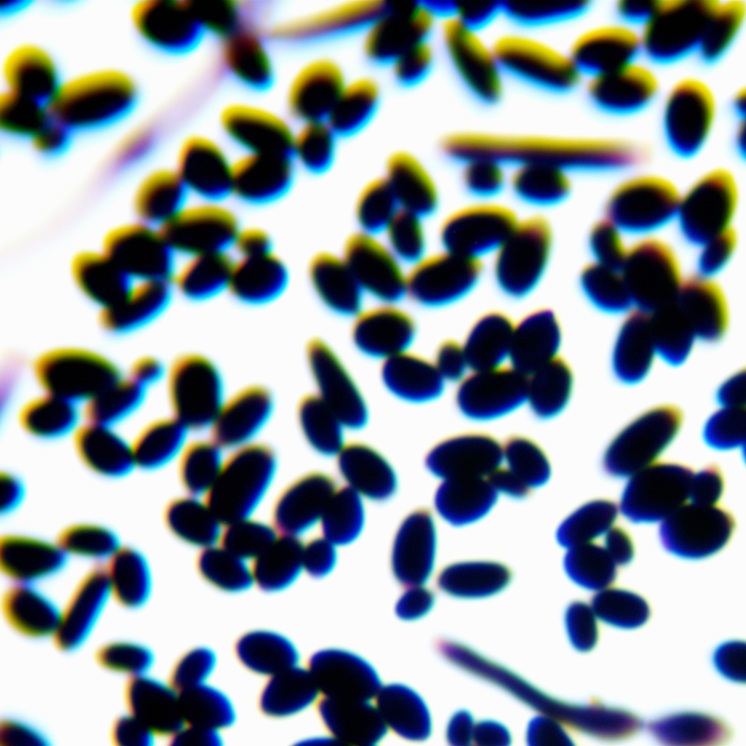 Yeasts for lipolysis-BNCC